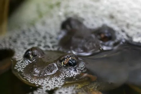 Frogs mating Stock Photos