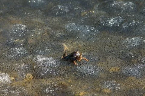 Frogs Mating in Pond Surrounded by Spawn Foto stock