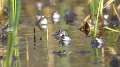 Frogs Mating Season Spring 4K, UHD Stock Footage 62791870