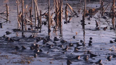 Frogs mating season spring Stock Footage 36845172