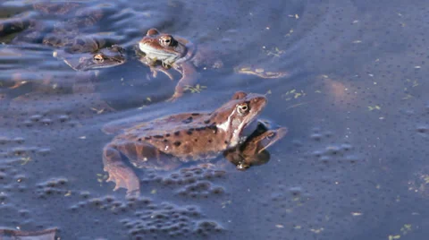Frogs mating season spring Video stock 36965314