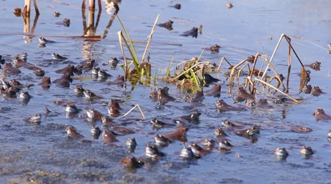 Frogs mating season spring Stock Footage 36966090