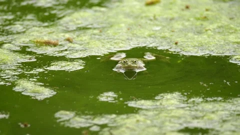 Pluff Mud Stock Footage ~ Royalty Free Stock Videos | Pond5