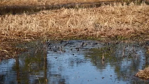 Frogs mating in small pond during spring breeding season Norway handheld Stock Footage 334183971