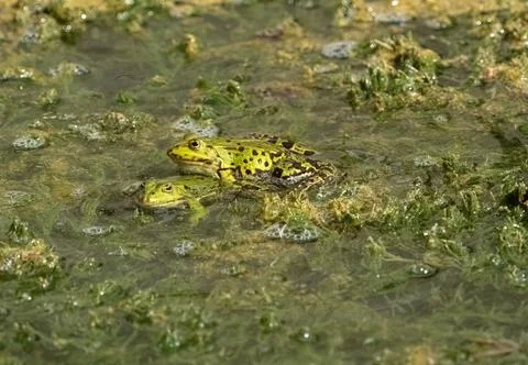 Frogs mating in summer in Grosskochberg thuringia Fotos de archivo