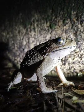 Frogs at night 写真素材