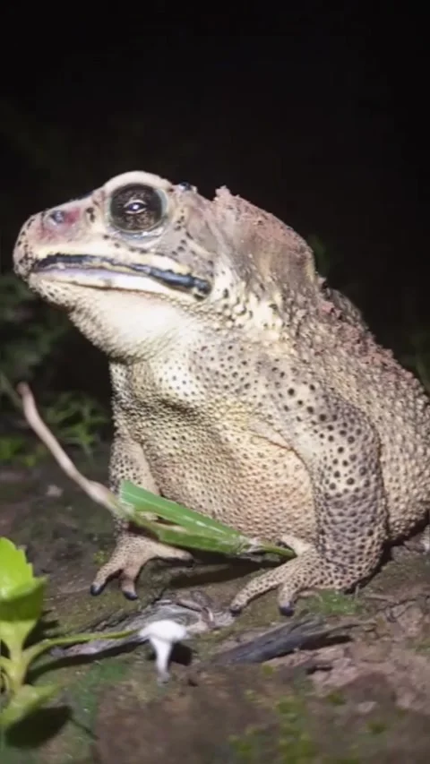 Frogs or amphibians by breathing through their skin Stock Footage 230070545