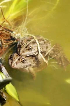 Frogs Stock Photos