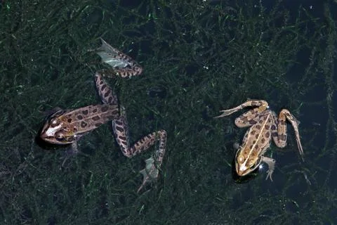 Frogs Stock Photos
