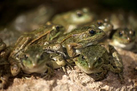 Frogs Pile On Rock Stock Photos