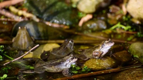 Frogs In Pond Stock Footage