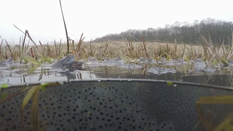 Frogs in pond Видео 81801629