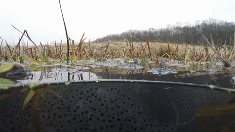Frogs in pond Stock Footage 81801673