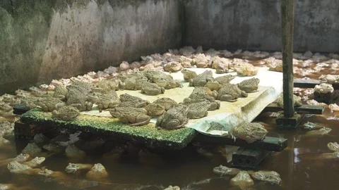 Frogs in pond Video stock 91651868