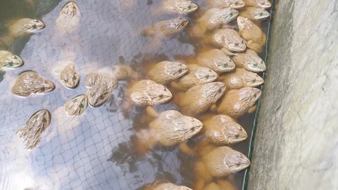 Frogs in pond Video stock 91653373