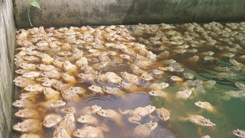 Frogs in pond Video stock 91653927