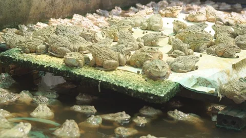 Frogs in pond Stock-Footage 91654259