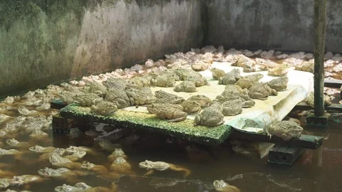 Frogs in pond Video stock 91654347