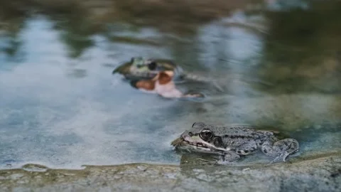 Frogs in a Pond Video stock 284769491