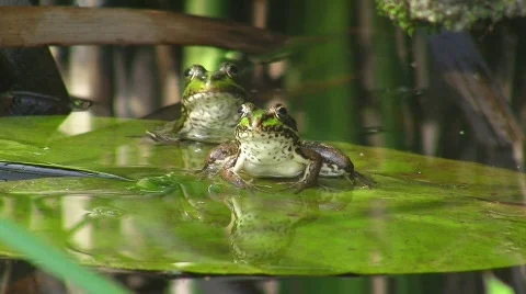 Frogs in pond (HD NTSC) Stock Footage 498452