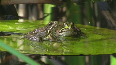 Frogs in pond (HD NTSC) Stockbeeldmateriaal 498464