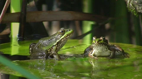 Frogs in pond (HD NTSC) Stock Footage 498487