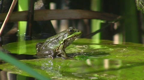 Frogs in pond (HD NTSC) Video stock 498529