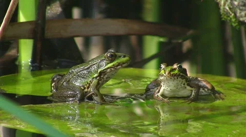 Frogs in pond (HD NTSC) Video stock 498543