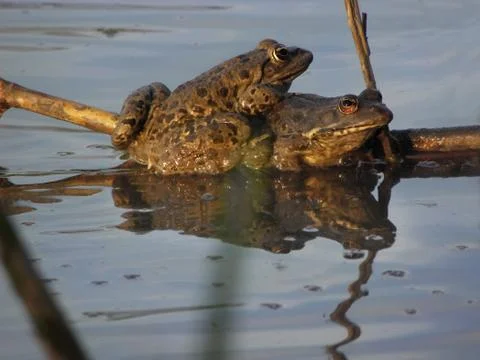 Frogs in the pond. Stock Photos