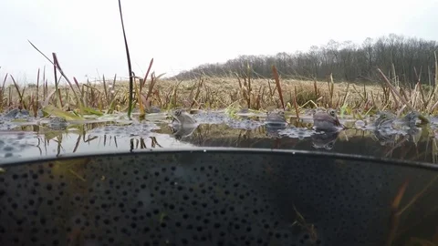 Frogs in pond on spawning time. 스톡 동영상 82036454