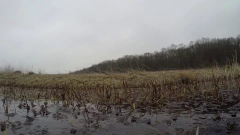 Frogs in pond on spawning time. Stock Footage 82036560