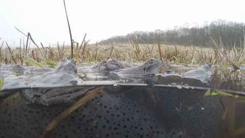 Frogs in pond on spawning time. Video stock 82036766