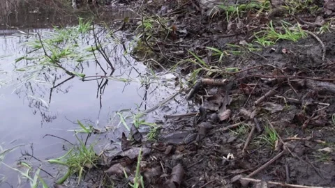 Frogs at a pond in spring (mating) Stock Footage 258273273