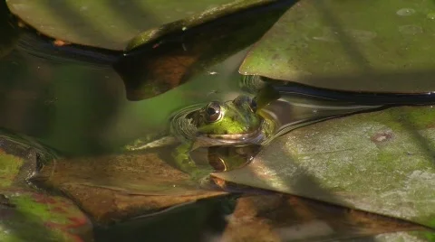 Frogs in pond on water lily Vídeos de archivo 413221