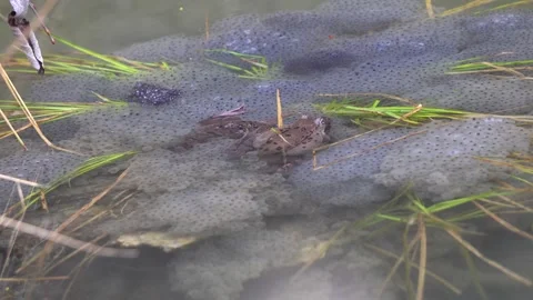 Frogs protecting their caviar in pond, surrounded by water. A closeup of nature Stock Footage 306765481