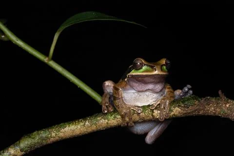 Frogs in rainforests. Stock Photos