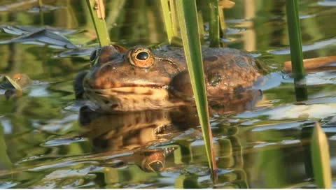 Frogs  RAW Stock-Footage 10935625