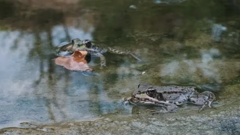 Frogs Resting in Pond Stock Footage 303824730