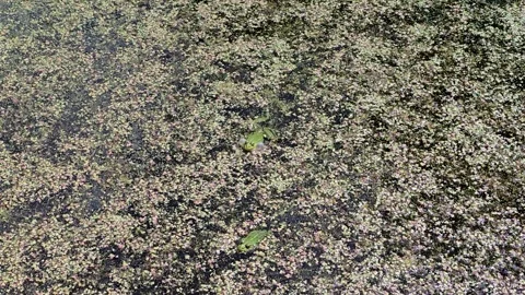 Frogs Resting in a Pond Stock Footage 312551633