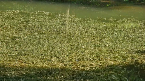 Frogs sing the song. Stock Footage 116711939