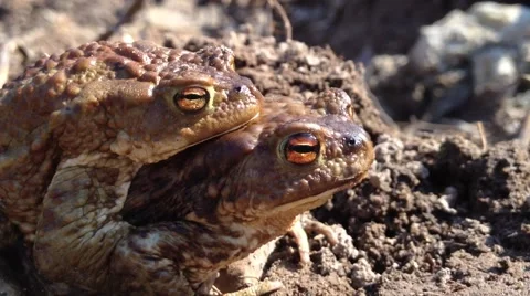 Frogs sing songs of spring Stock Footage