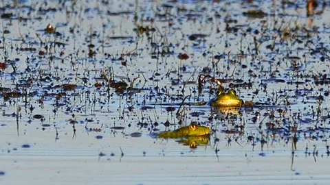 Frogs singing in the river. sound Stock Footage 93176408