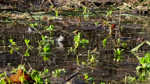 Frogs sit in pond, bask in the sun, play, jump, swim.  Wildlife, Amphibians Stock Footage 186924252