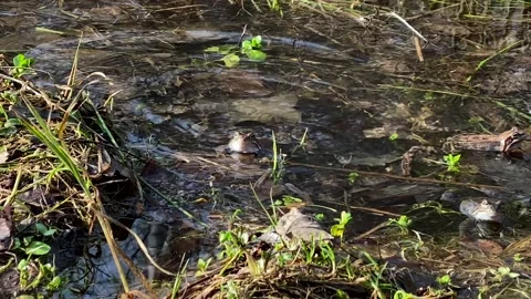 Frogs sit in pond, bask in the sun, play, jump, swim.  Wildlife, Amphibians Stock Footage 186924372