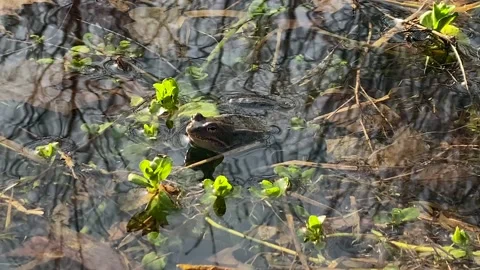 Frogs sit in pond, bask in the sun, play, jump, swim.  Wildlife, Amphibians Stock Footage 186924484