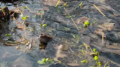 Frogs sit in pond, bask in the sun, play, jump, swim.  Wildlife, Amphibians Stock Footage 186928914