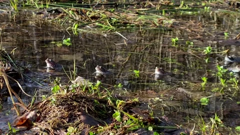 Frogs sit in pond, bask in the sun, play, jump, swim.  Wildlife, Amphibians Stock Footage 186935586