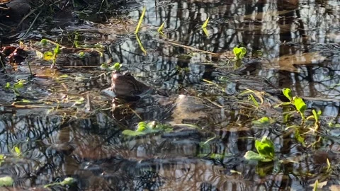 Frogs sit in pond, bask in the sun, play, jump, swim.  Wildlife, Amphibians Stock Footage 186936047