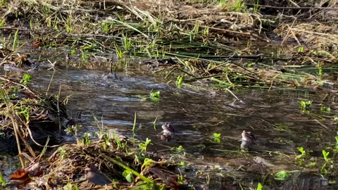 Frogs sit in pond, bask in the sun, play, jump, swim.  Wildlife, Amphibians Stock Footage 186936126