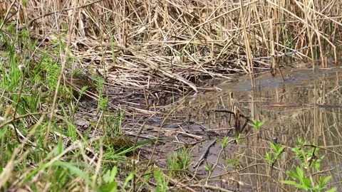 Frogs sitting at the edge of a pond and jumping in the water Stock Footage 282727767